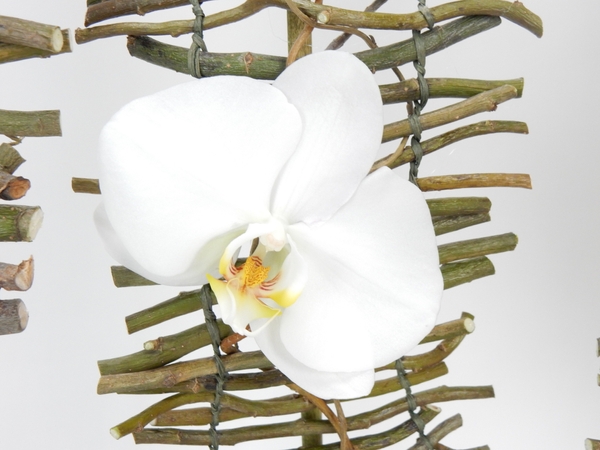 Phalaenopsis orchid Phalaenopsis orchid