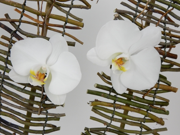 Phalaenopsis orchids Phalaenopsis orchids