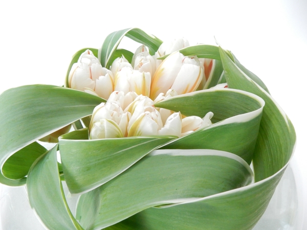 Tulip foliage collar Tulip foliage collar