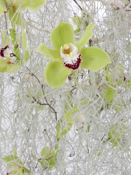 Hanging Tillandsia Usneoides and Cymbidium and vine tendrils Hanging Tillandsia Usneoides and Cymbidium and vine tendrils