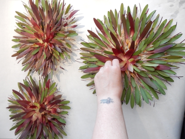 Or cover the disk with protea bracts Or cover the disk with protea bracts