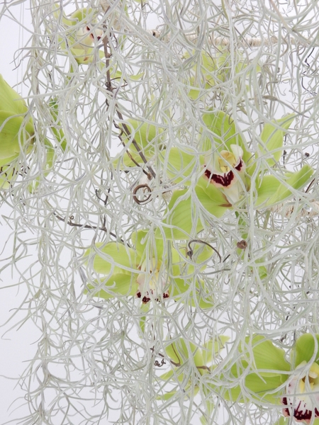 Tillandsia Usneoides and Cymbidium and vine tendrils Tillandsia Usneoides and Cymbidium and vine tendrils