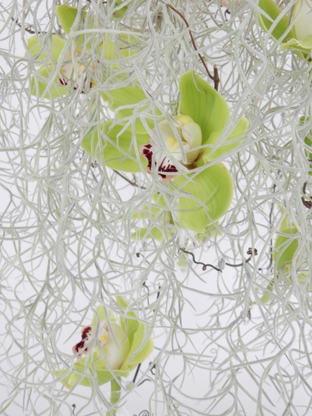 Tillandsia Usneoides and Cymbidium Tillandsia Usneoides and Cymbidium