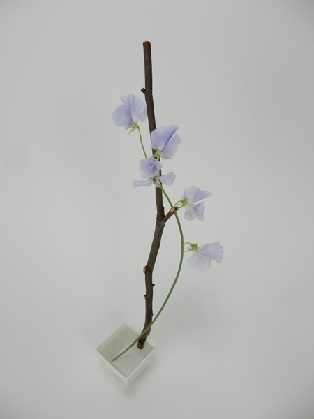 Hana-Kubari twig