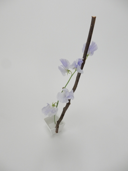Lathyrus hana kubari design Lathyrus hana kubari design