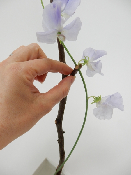 Let the stem rest against the twig Let the stem rest against the twig