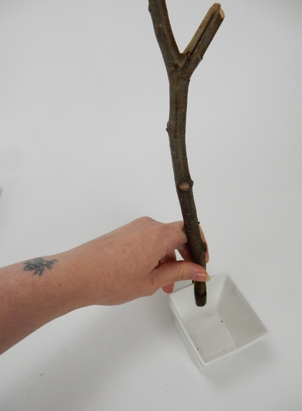 Slip the twig over the edge of your container so that it stands upright Slip the twig over the edge of your container so that it stands upright