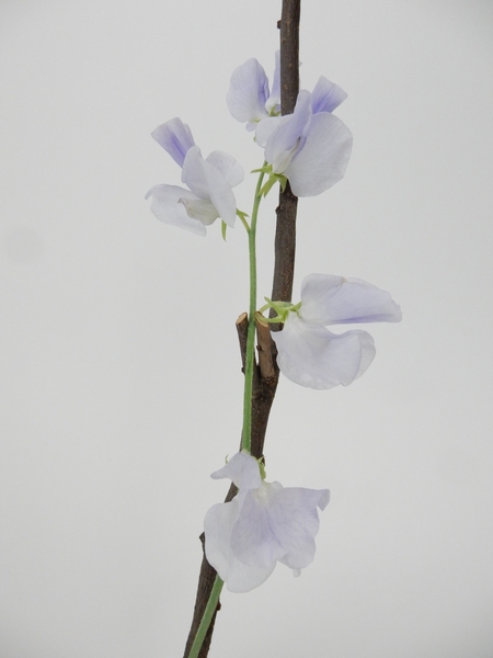 Sweet Pea design Sweet Pea design