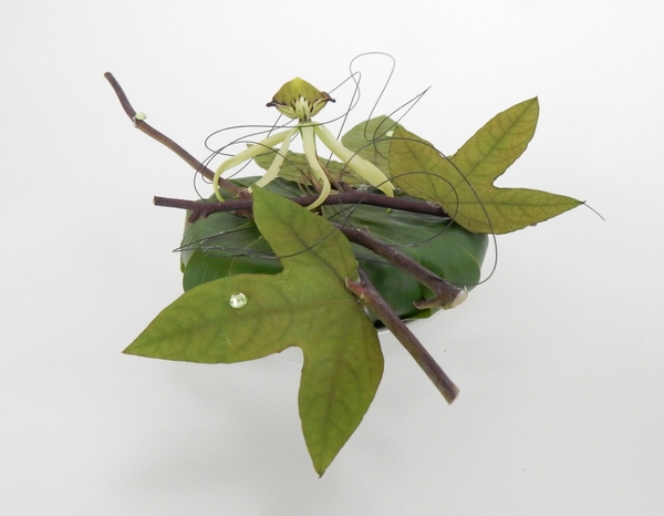 The black orchid in a spongy water source The black orchid in a spongy water source