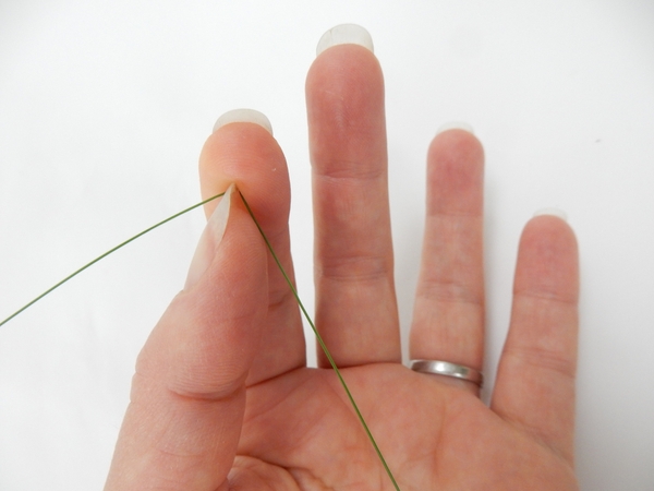 Bring your finger to your nail to pinch the blade of grass Bring your finger to your nail to pinch the blade of grass
