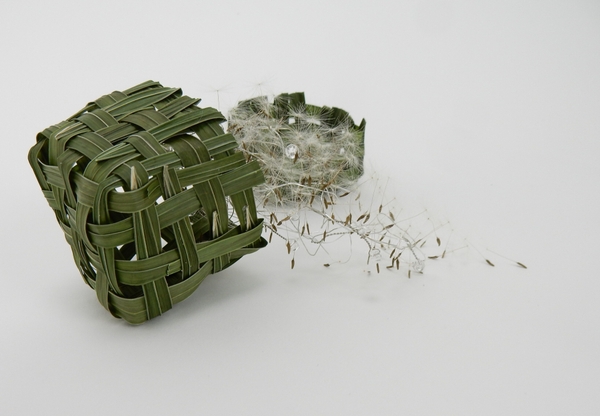 Dandelion seeds in a grass basket Dandelion seeds in a grass basket