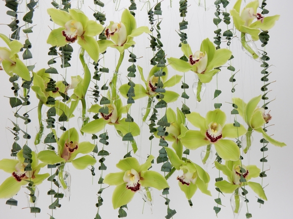 Green Cymbidiums and Eucalyptus hanging design Green Cymbidiums and Eucalyptus hanging design