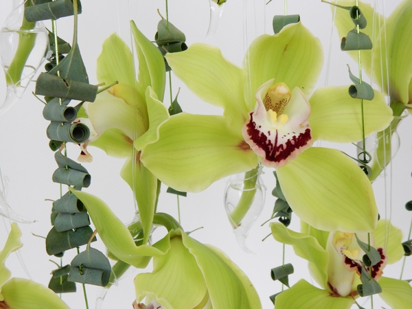 Green Cymbidiums in hanging vases