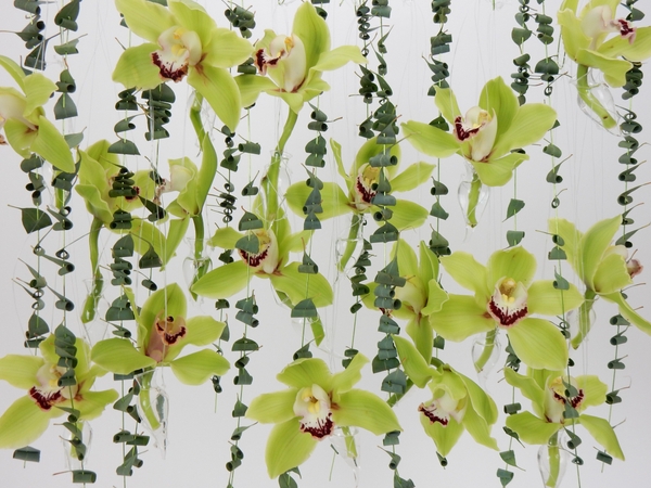 Green Cymbidiums. Green Cymbidiums.