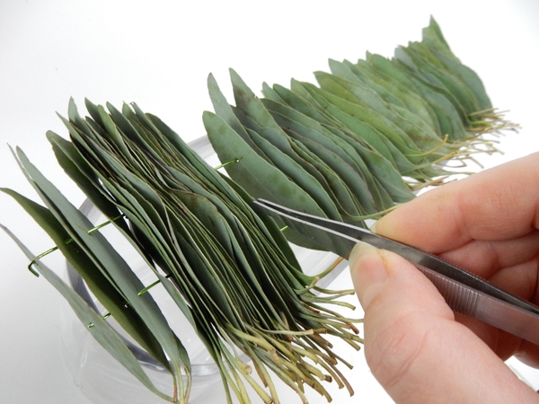 Position the leaves using a tweezer Position the leaves using a tweezer