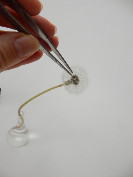 Pull a seed from the puff Pull a seed from the puff