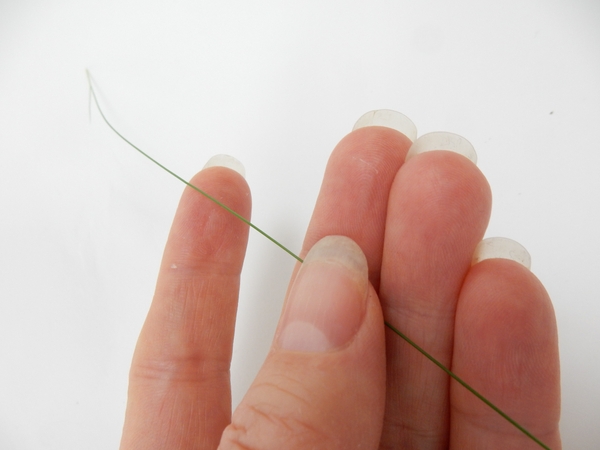 You are going to cushion the blade of grass with the pad of your finger You are going to cushion the blade of grass with the pad of your finger
