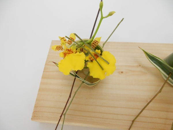 Oncidium orchids in a rolled leaf Oncidium orchids in a rolled leaf