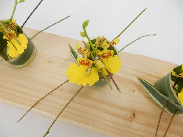 Oncidium orchids in a skewered rolled leaf Oncidium orchids in a skewered rolled leaf