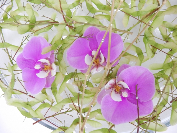 Phalaenopsis orchid Phalaenopsis orchid
