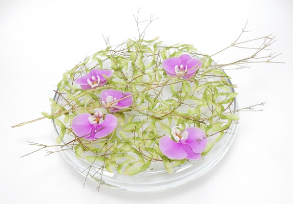 Phalaenopsis orchid, seedpods and crystals Phalaenopsis orchid, seedpods and crystals