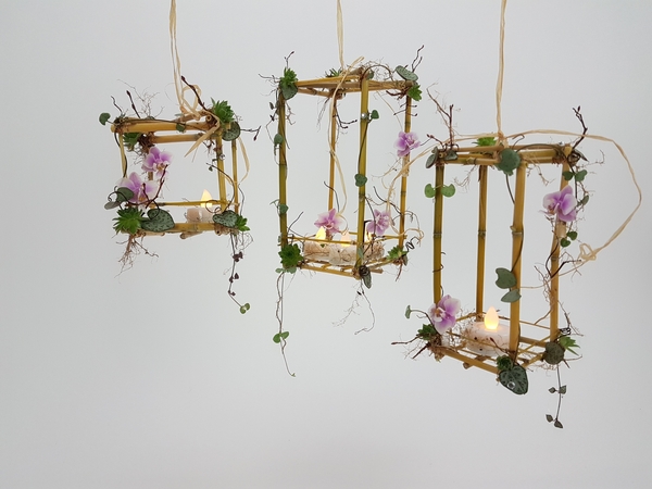 Phalaenopsis, Ceropegia woodii and succulent bamboo lanterns Phalaenopsis, Ceropegia woodii and succulent bamboo lanterns