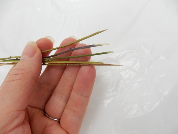 This makes it easier to pierce the leaf with our ripping it. This makes it easier to pierce the leaf with our ripping it.
