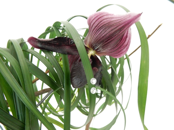 Burgundy Slipper orchid Burgundy Slipper orchid