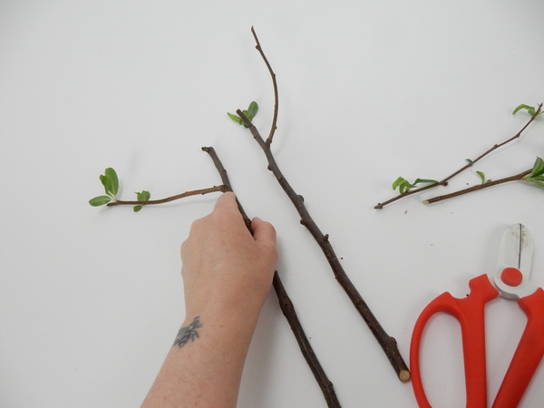 Cut two sprouting stems Cut two sprouting stems