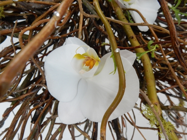 Moth orchid Moth orchid
