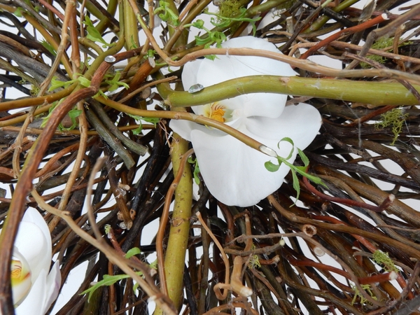 Phalaenopsis orchid and willow twigs sparkler Phalaenopsis orchid and willow twigs sparkler