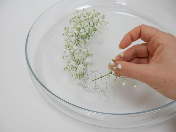 Place the Baby’s breath stems so that it rests in water