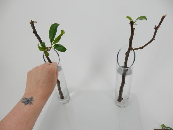 Set the stems in glass vases filled with water Set the stems in glass vases filled with water