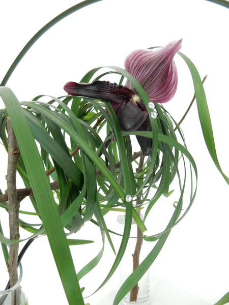 Slipper orchid and lily grass
