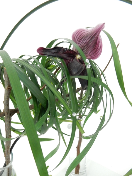 Slipper orchid and lily grass Slipper orchid and lily grass