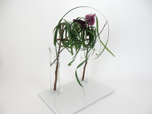 Slipper orchid Slipper orchid