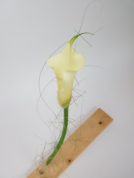 Arum lily Arum lily