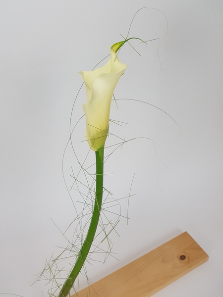 Calla lily Calla lily