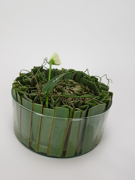 Lily in flax Lily in flax