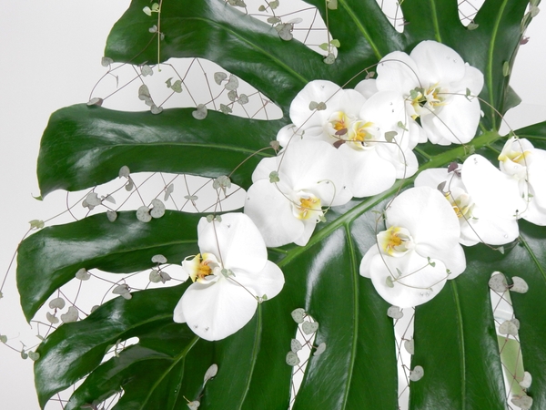 Monstera deliciosa leaf, rosary vine and Phalaenopsis orchids Monstera deliciosa leaf, rosary vine and Phalaenopsis orchids