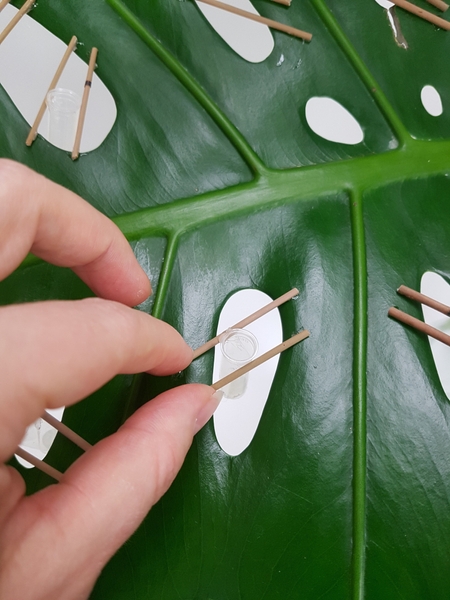 Place a small water tube to dangle between the sticks Place a small water tube to dangle between the sticks