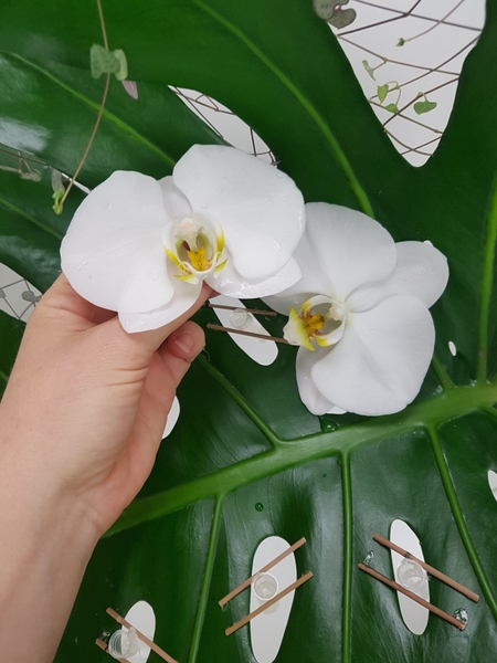 Place the flowers in the water tubes