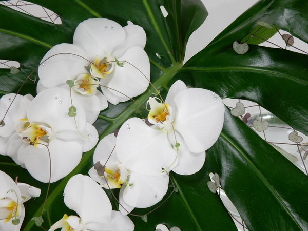 Rosary vine and Phalaenopsis orchids Rosary vine and Phalaenopsis orchids