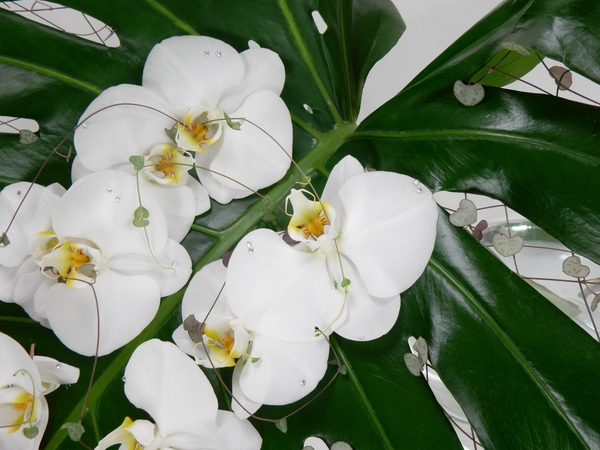 Rosary vine and Phalaenopsis orchids