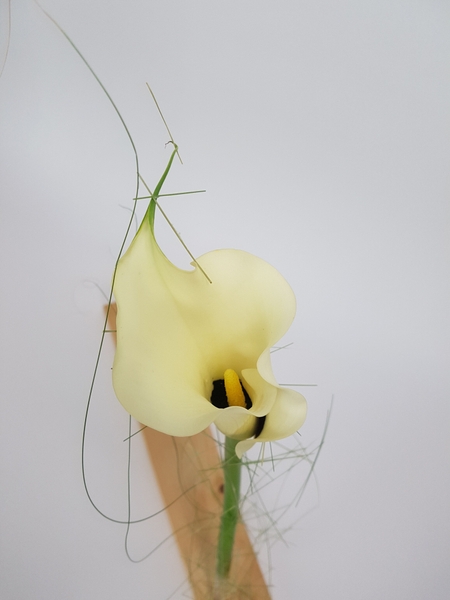 Zantedeschia in lumber Zantedeschia in lumber