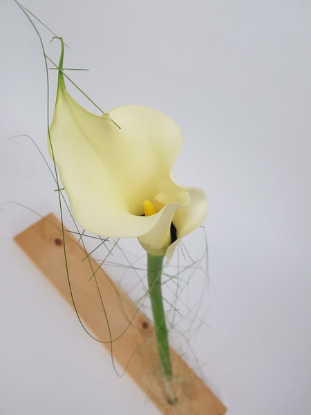 Zantedeschia Zantedeschia