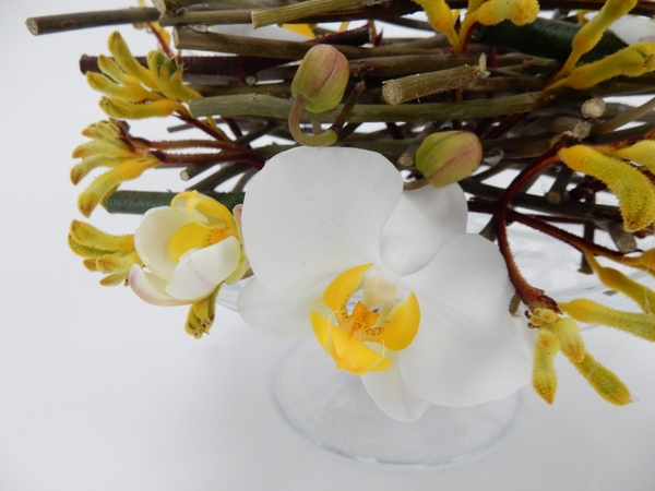 Phalaenopsis orchids Phalaenopsis orchids