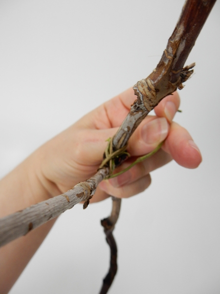 Creating a x in between the stems Creating a x in between the stems