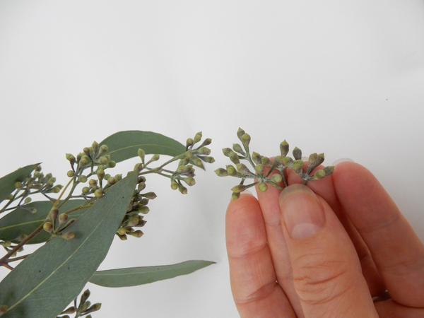 Cut some seeded Eucalyptus Cut some seeded Eucalyptus