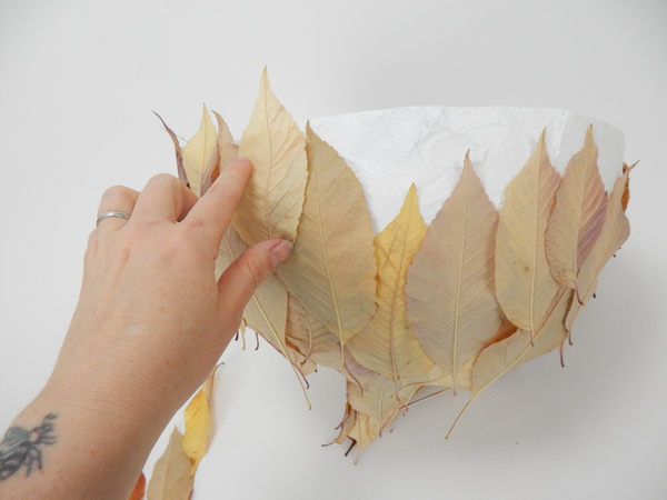 Extend the leaves over the paper rim